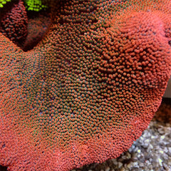 Stichodactyla spp. (Red)