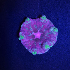 Stichodactyla tapetum (colored)