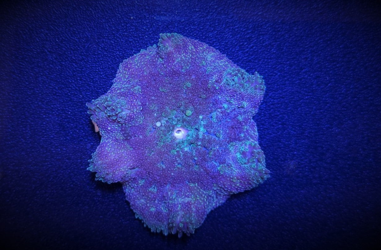 Stichodactyla tapetum