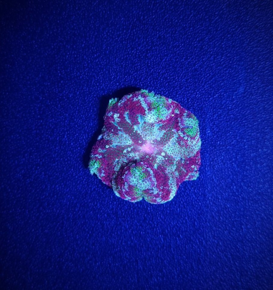 Stichodactyla tapetum (Colored)