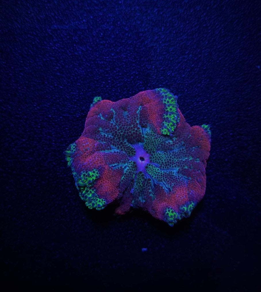 Stichodactyla tapetum (Super colored)