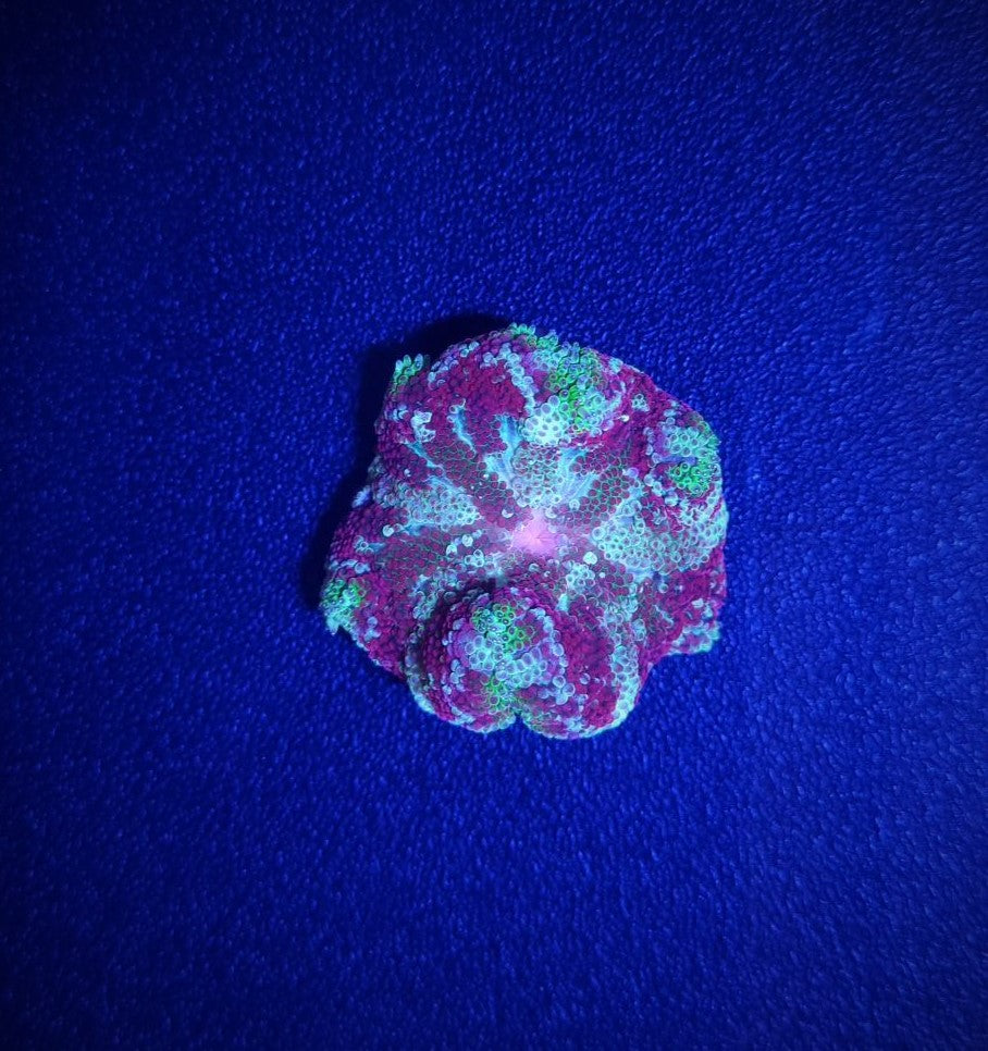 Stichodactyla tapetum (Super colored)