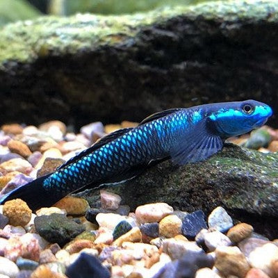 Stiphodon sp.blue 3-4 cm