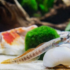 Stiphodon sp. red 4-5 cm.