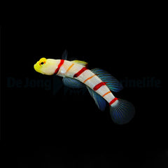 Stonogobiops dracula