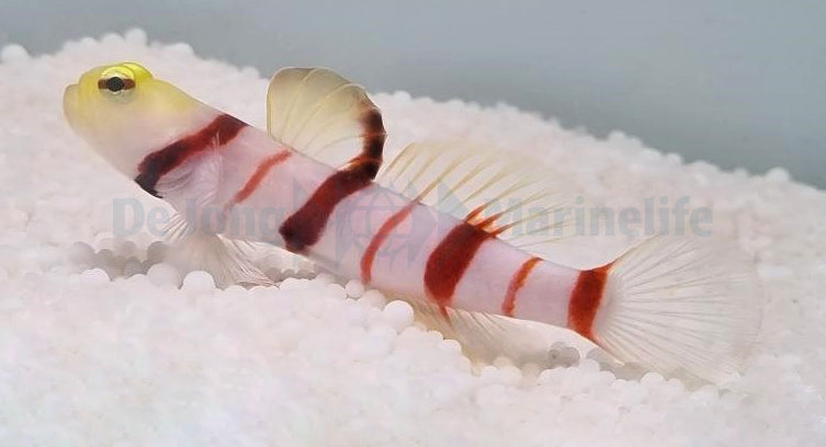 Stonogobiops dracula