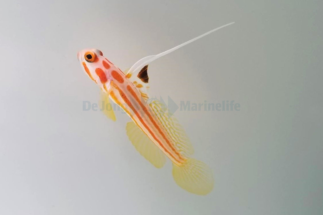 Stonogobiops yasha