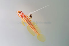 Stonogobiops yasha