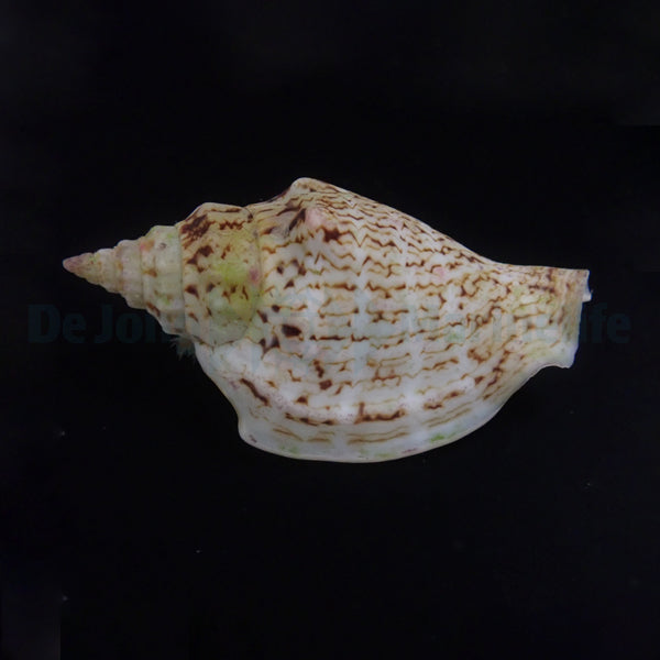 Strombus spp.