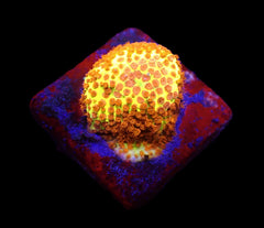 Stylocoeniella-Montipora spp. (Burning Banana) (frag)