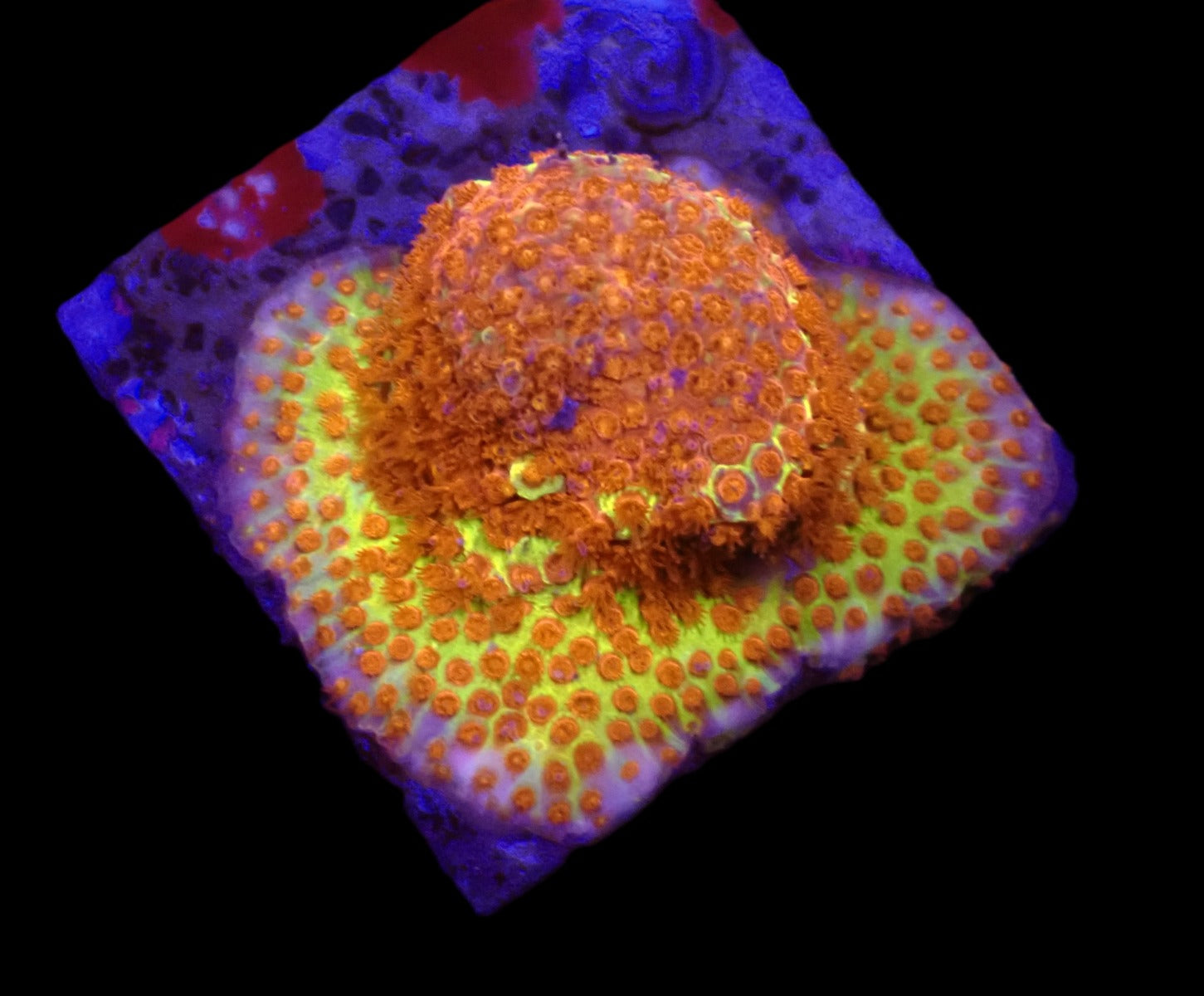 Stylocoeniella-Montipora spp. (Burning Banana) (frag)