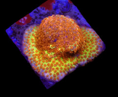 Stylocoeniella-Montipora spp. (Burning Banana) (frag)