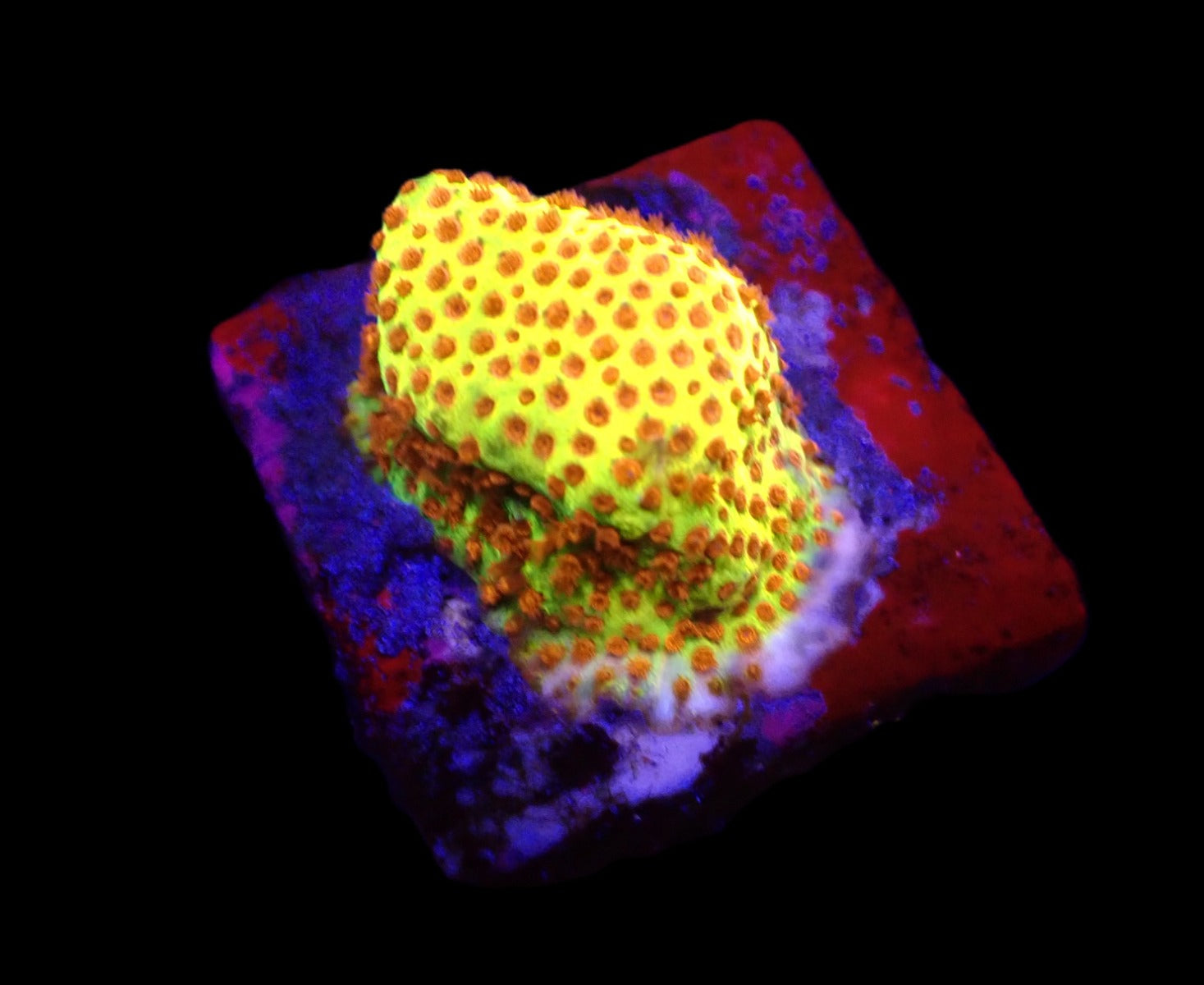 Stylocoeniella-Montipora spp. (Burning Banana) (frag)