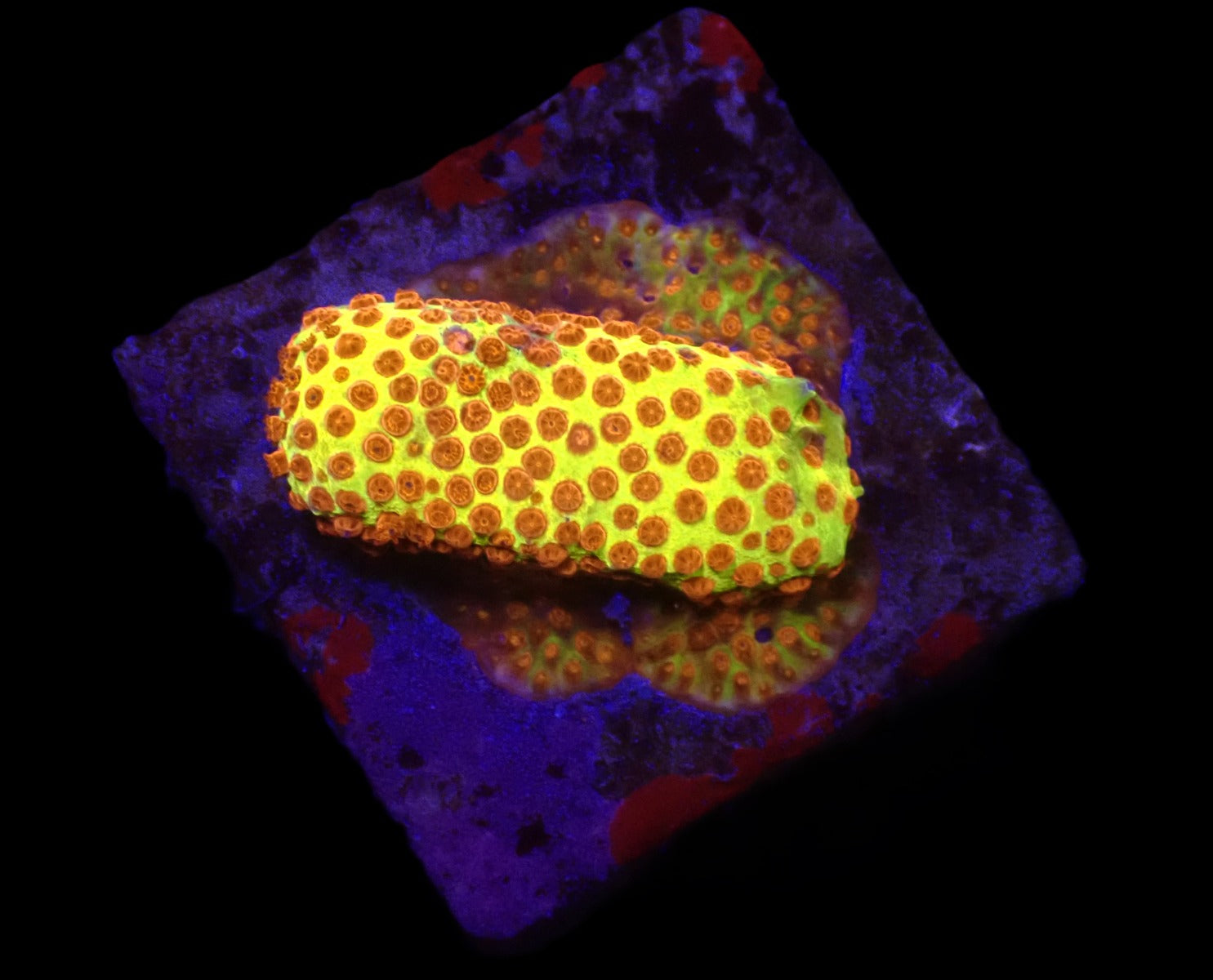 Stylocoeniella-Montipora spp. (Burning Banana) (frag)