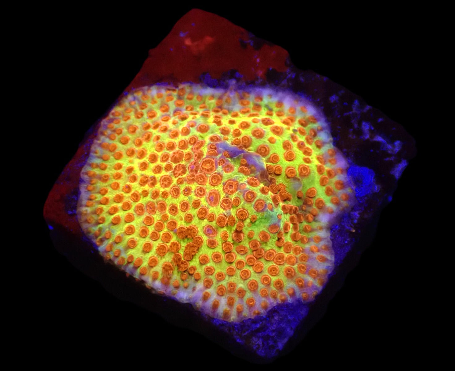 Stylocoeniella-Montipora spp. (Burning Banana) (frag)