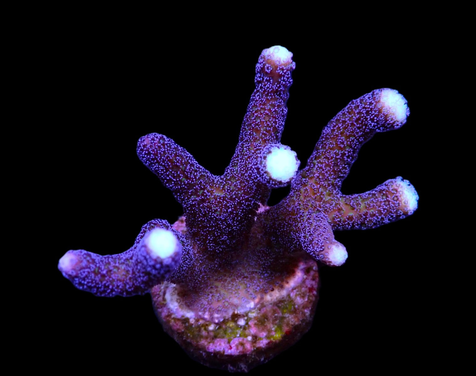 Stylophora pistillata (Milka)