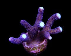 Stylophora pistillata (Milka)