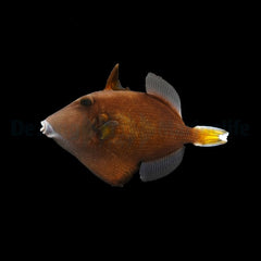 Sufflamen chrysopterum