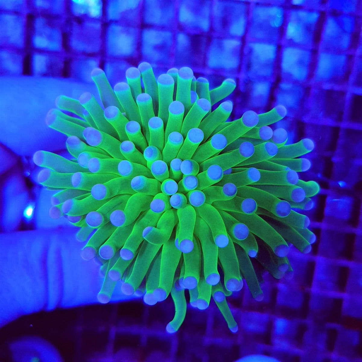 Euphyllia cristata (Super Ultra) (1 hd.)