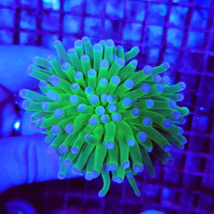 Euphyllia cristata (Super Ultra) (1 hd.)