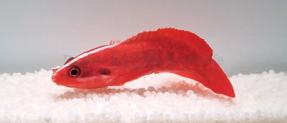 Suttonia lineata