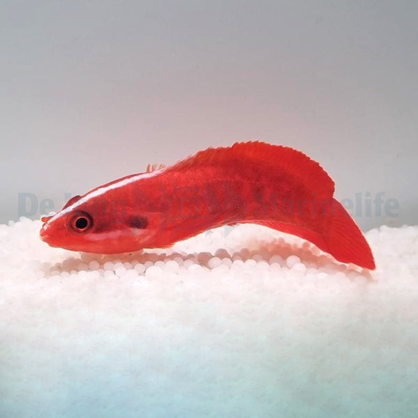 Suttonia lineata