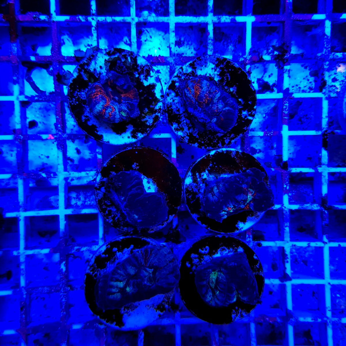 Symphyllia (Australophyllia) wilsoni (Common) (frag)