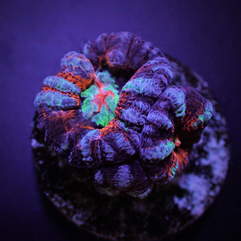 Symphyllia (Australophyllia) wilsoni (Common) (frag)