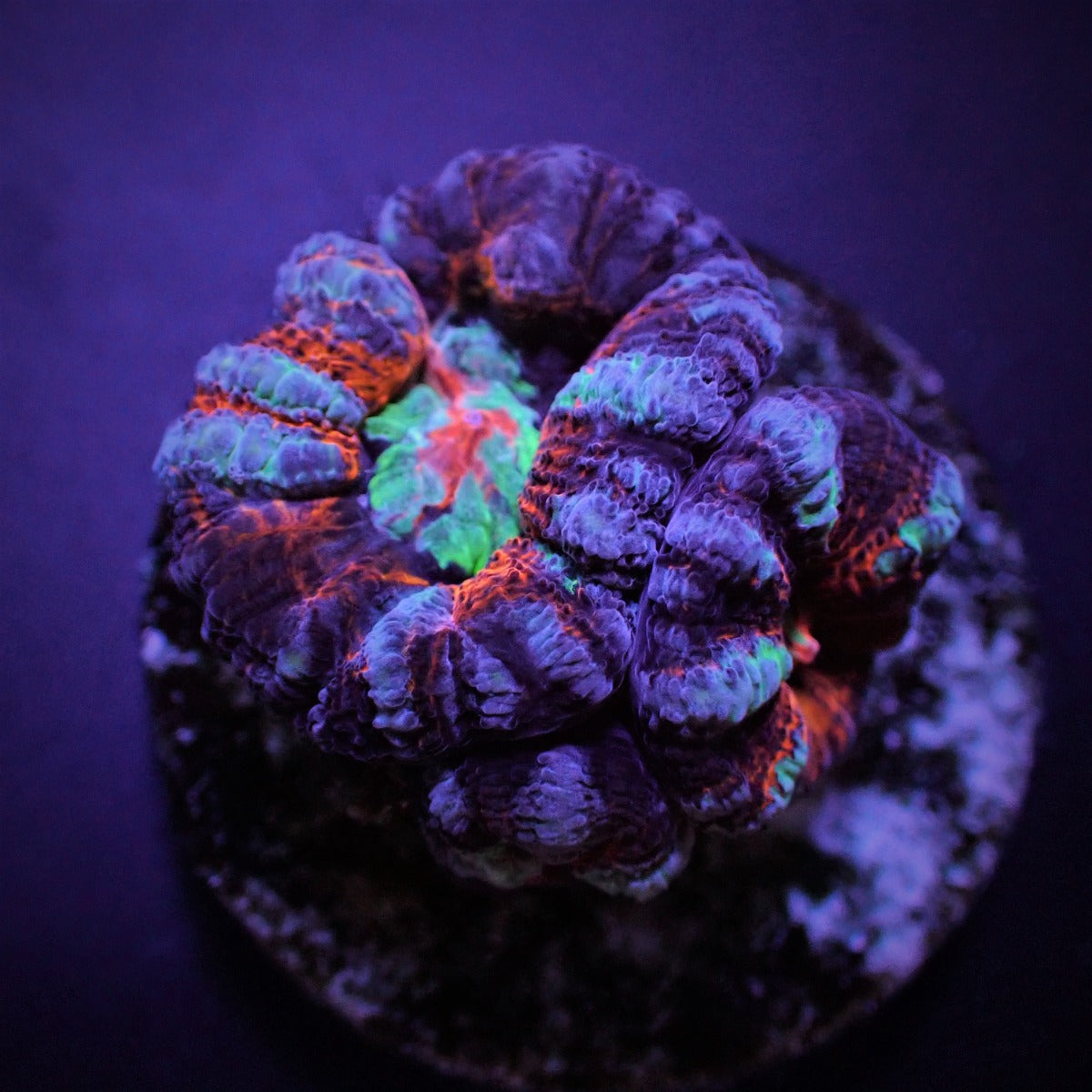 Symphyllia (Australophyllia) wilsoni (Common) (frag)
