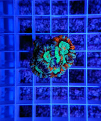 Symphyllia (Australophyllia) wilsoni (Premium)