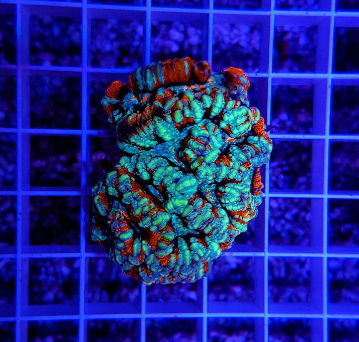 Symphyllia (Australophyllia) wilsoni (Premium) (frag)