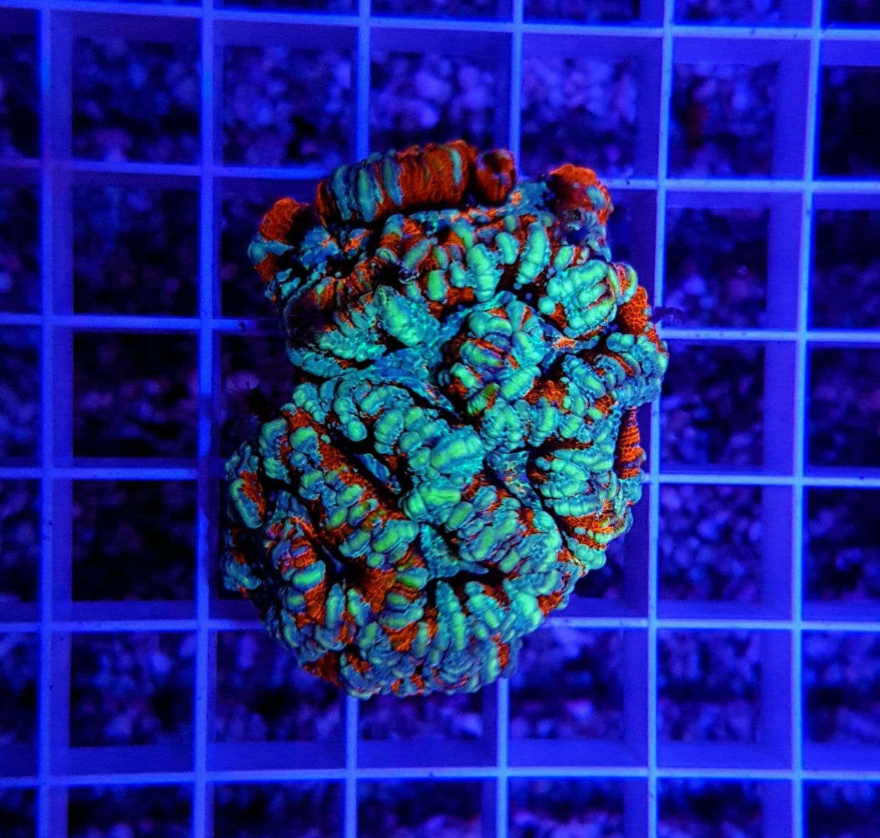 Symphyllia (Australophyllia) wilsoni (Premium) (frag)