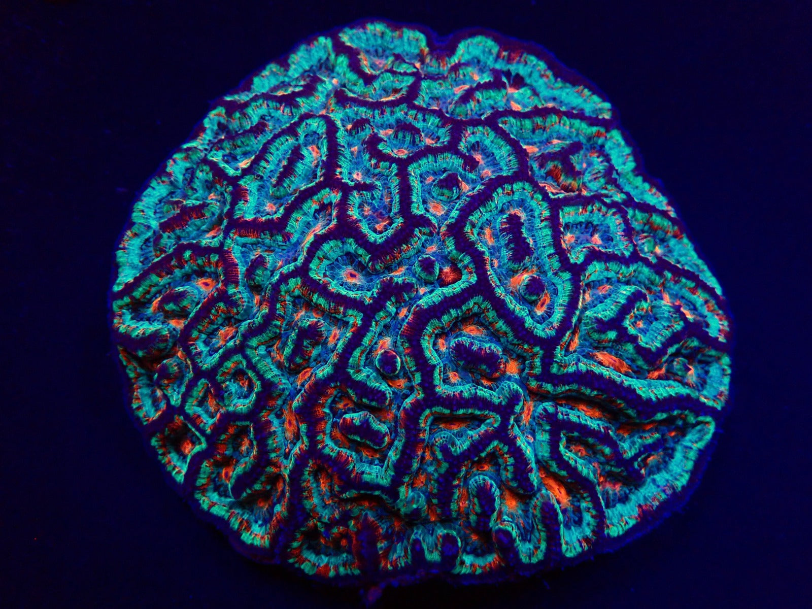 Symphyllia (Australophyllia) wilsoni (Premium)