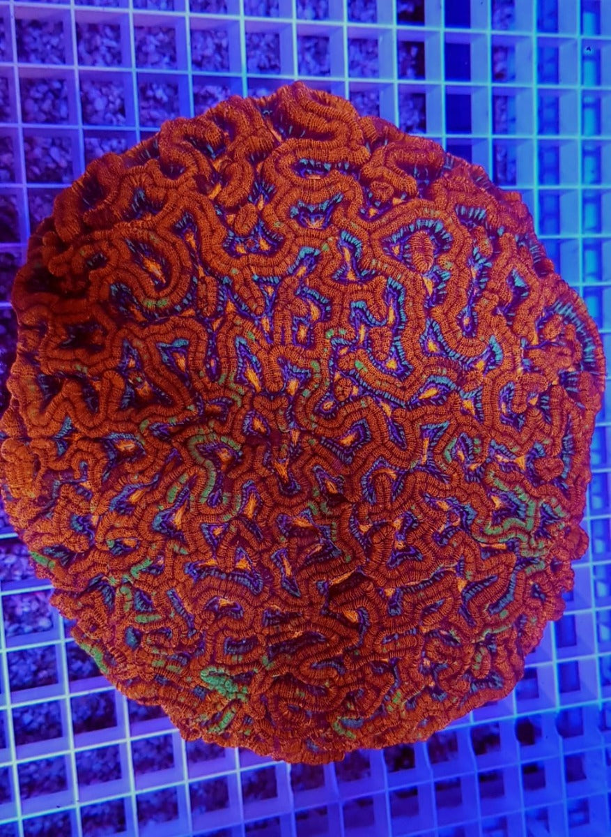 Symphyllia (Australophyllia) wilsoni (Ultra)