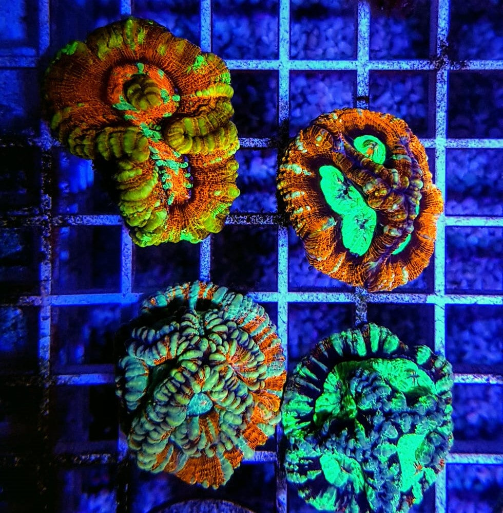 Symphyllia (Australophyllia) wilsoni (Ultra) (frag)