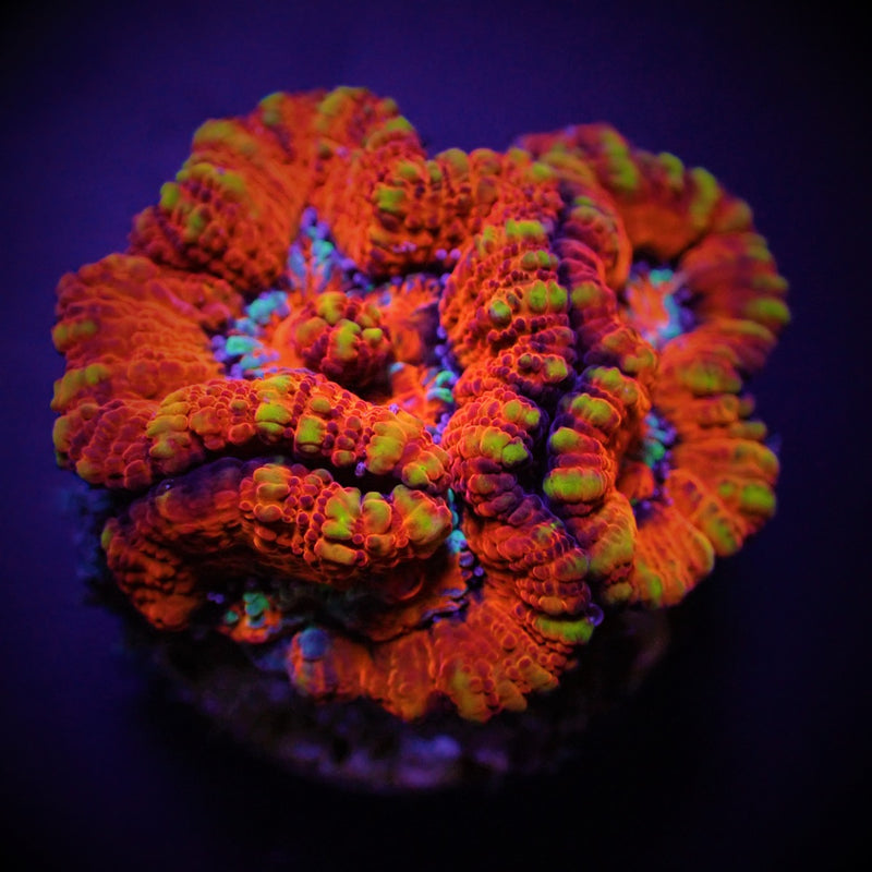 Symphyllia (Australophyllia) wilsoni (Ultra) (frag)