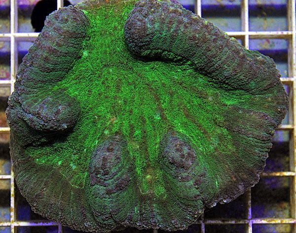 Symphyllia spp. (Green)