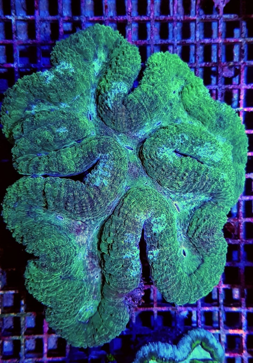 Symphyllia spp. (Green) (Premium)