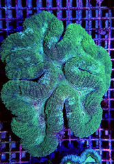 Symphyllia spp. (Green) (Premium)