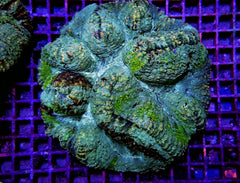 Symphyllia spp. (Green) (Premium)