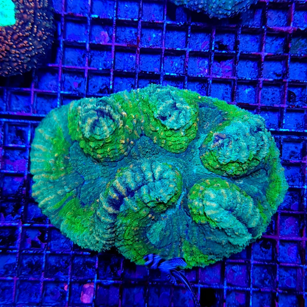 Symphyllia spp. (Green) (Ultra)
