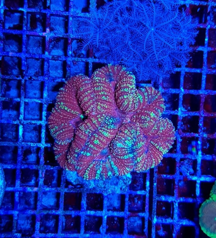 Symphyllia spp. (Orange-Red)