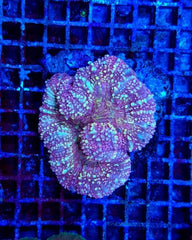 Symphyllia spp. (Orange-Red)