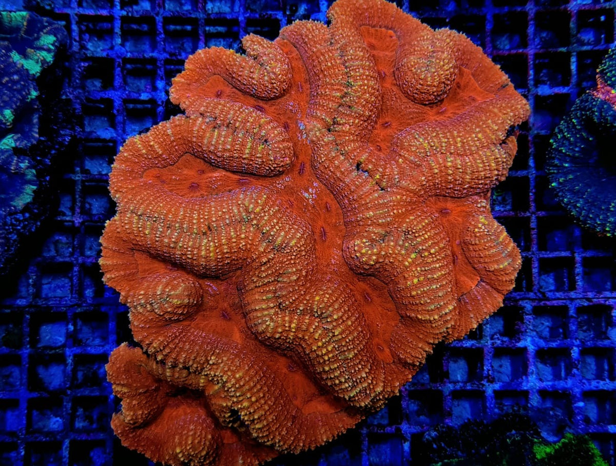 Symphyllia spp. (Orange-Red) (Premium)