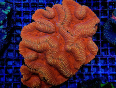 Symphyllia spp. (Orange-Red) (Premium)