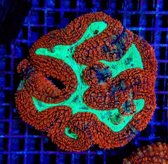 Symphyllia spp. (Orange-Red) (Ultra)