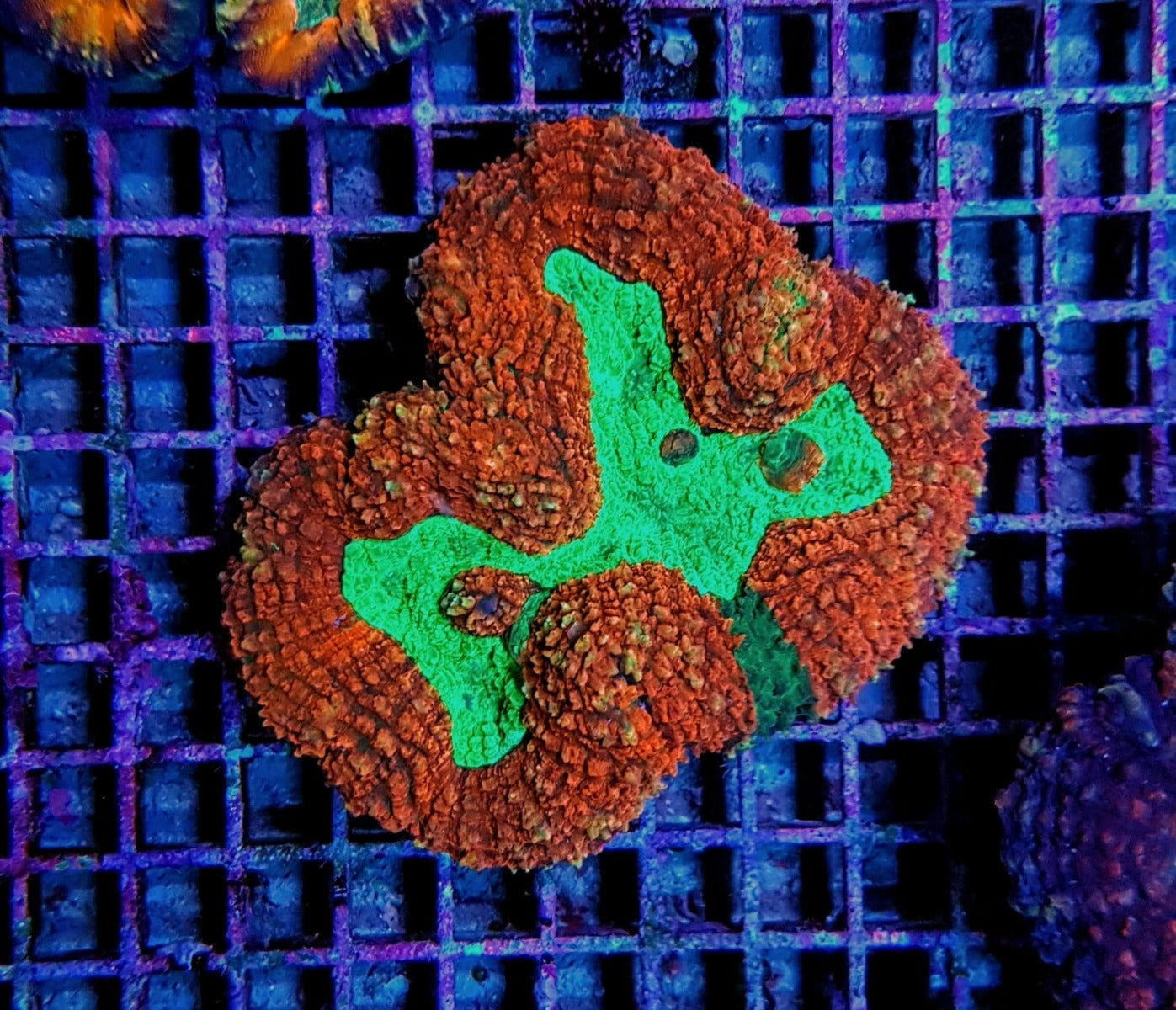Symphyllia spp. (Orange-Red) (Ultra)