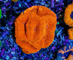 Symphyllia spp. (Orange-Red) (Ultra)