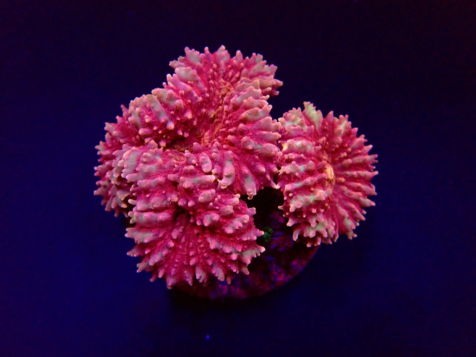 Symphyllia spp. (Pink)