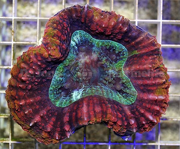 Symphyllia spp. (Rainbow)